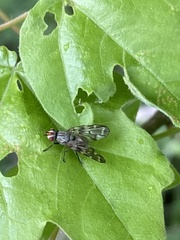 Otites guttata