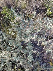 Buddleja mendozensis