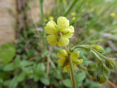 Helianthemum oelandicum