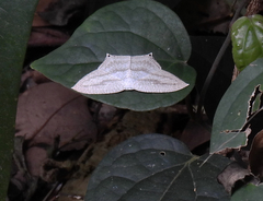 Acropteris ciniferaria