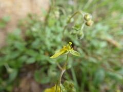 Helianthemum oelandicum