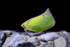 Salurnis marginella