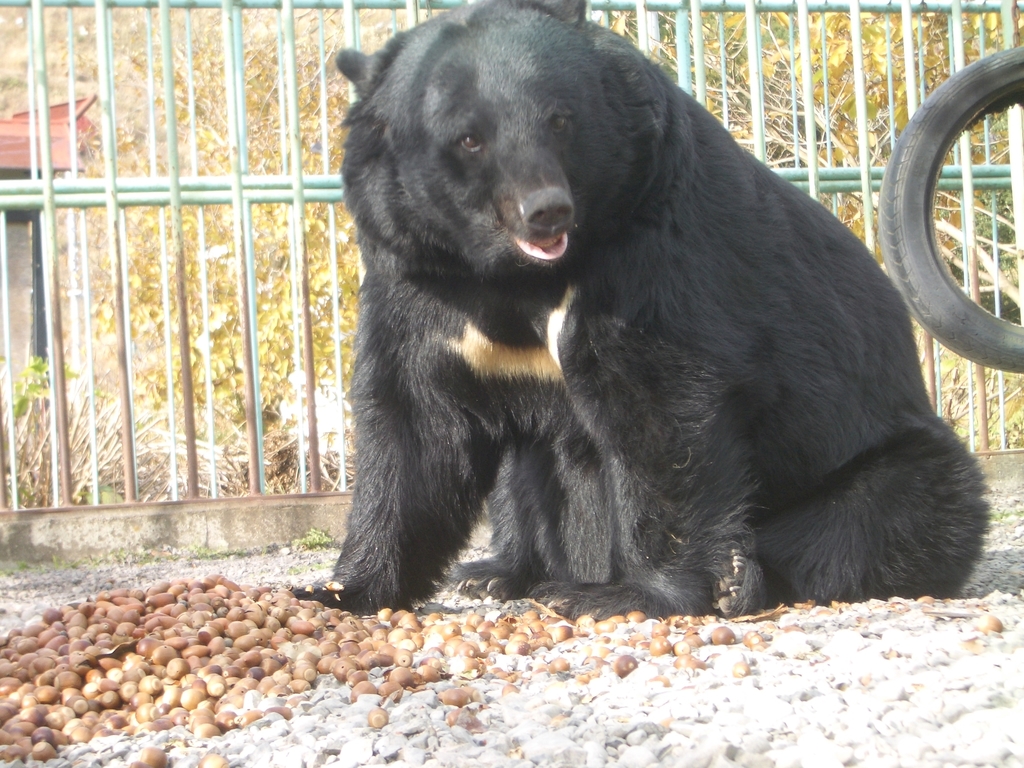 Japanese Black Bear (Ursus thibetanus japonicus) - Know Your Mammals