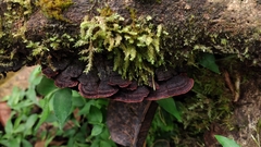 Hymenochaete microcycla