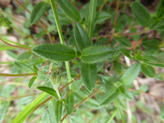 Helianthemum oelandicum