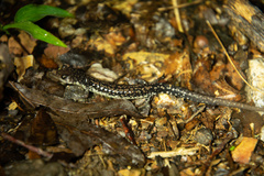Plethodon caddoensis