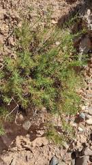 Baccharis boliviensis