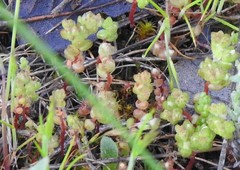 Sedum cespitosum