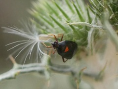 Deraeocoris ribauti