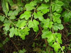 Rubus nagasawanus
