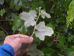 Rubus nagasawanus