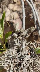 Tillandsia pedicellata