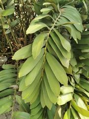 Zamia furfuracea