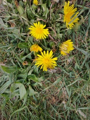 Taraxacum