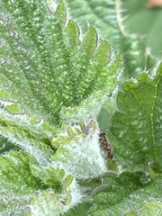 Formica pallidefulva