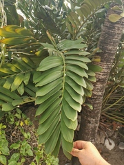 Zamia furfuracea