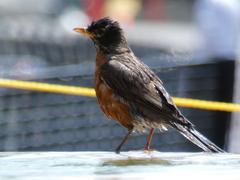Turdus migratorius