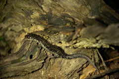 Plethodon caddoensis