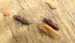 Rhysodes sulcatus