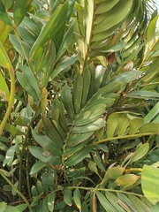 Zamia furfuracea