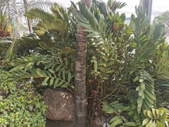 Zamia furfuracea