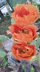 Opuntia lindheimeri