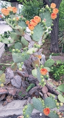 Opuntia lindheimeri