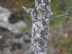 Parmelina carporrhizans