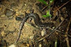 Plethodon caddoensis