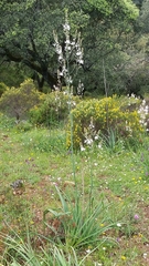 Asphodelus macrocarpus