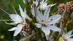 Asphodelus macrocarpus