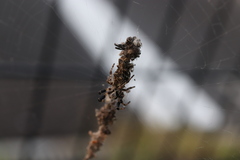 Cyclosa octotuberculata