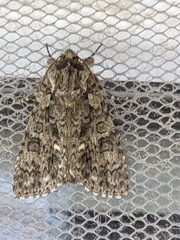 Acronicta megacephala