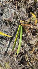 Hippeastrum cybister
