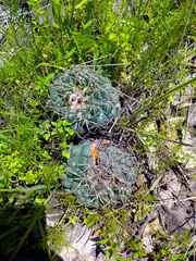 Coryphantha elephantidens