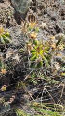 Echinopsis bridgesii