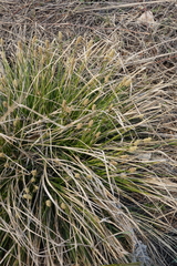 Carex pediformis