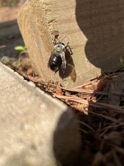 Osmia bucephala
