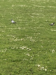 Columba livia domestica