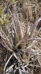 Tillandsia sphaerocephala