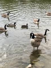 Branta canadensis