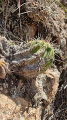 Echinopsis bridgesii