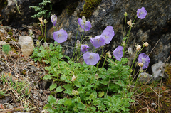 Campanula carpatica
