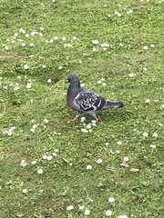 Columba livia domestica