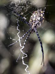 Argiope australis