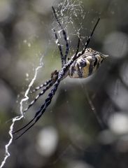 Argiope australis