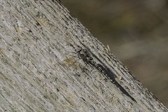 Gomphaeschna furcillata