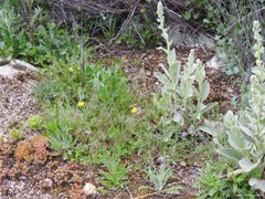 Verbascum rotundifolium