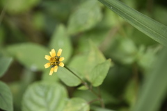 Acmella oppositifolia