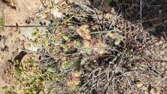 Austrocylindropuntia shaferi